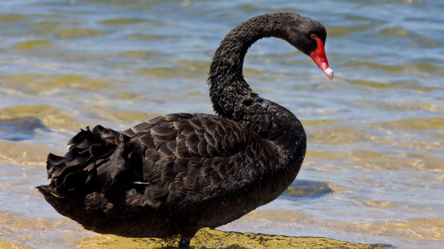 black swan